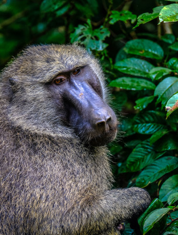 ouganda01